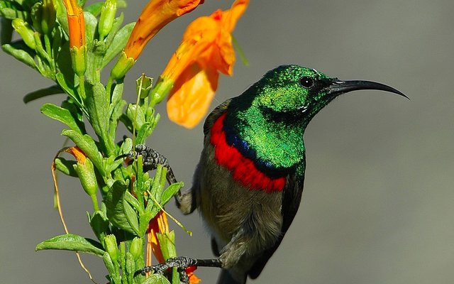 Sugarbird